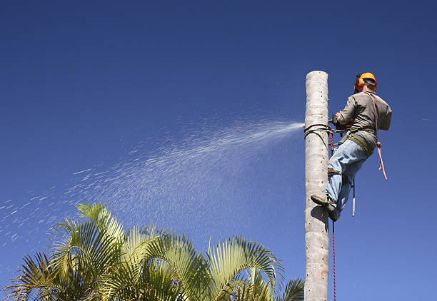 How Our Tree Care Process Works  in  Delta, OH